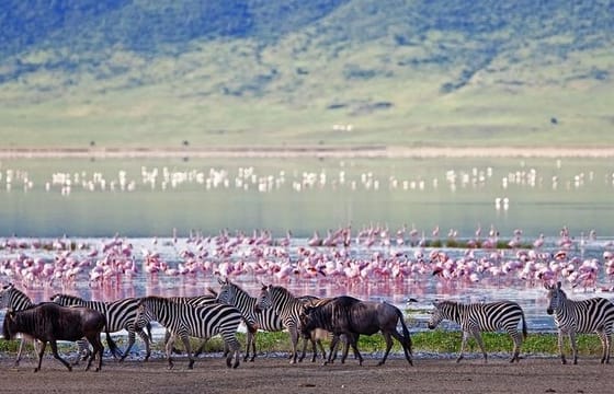 Full-Day Lake Nakuru National Park Guided Tour from Nairobi