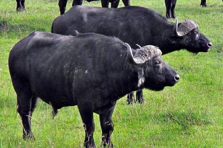 Ol Pejeta Conservancy and Chimpanzee Sanctuary Full-Day Tour from Nairobi 7