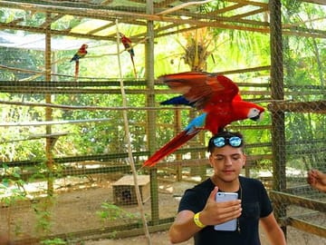 The macaw, honduran national bird