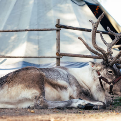 Magia d’autunno al Villaggio di Babbo Natale – Un’esperienza divertente e indimenticabile con le renne