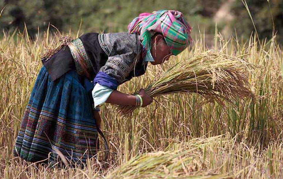 Immersive remote north Vietnam 9 days 8 nights