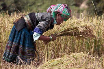 Nine-Day Cultural Adventure in Hà Giang, Vietnam