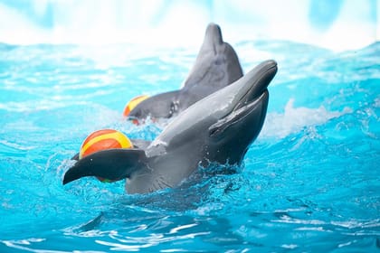 Dolphin Show Experience at Dolphin View in Sharm El Sheikh
