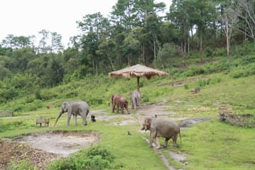 Day for Elephant Half-Day Afternoon