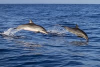 Key West Dolphin Watching and Snorkeling with Beer and Wine from Miami 9
