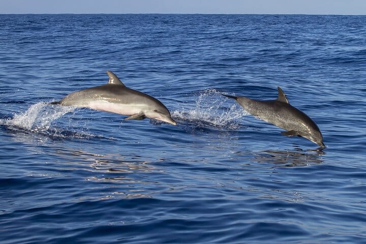 Key West Dolphin Watching and Snorkeling with Beer and Wine from Miami 9
