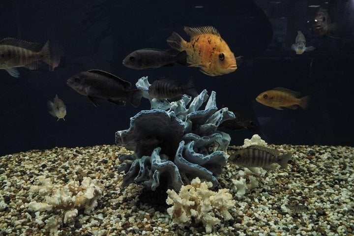 Grand Aquarium from Hurghada 5