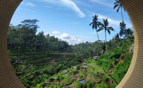 Ubud Highlights Private Day Tour