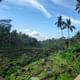 Ubud Highlights Day Tour