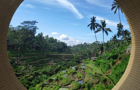Ubud Highlights Private Day Tour