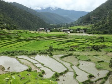 Terraced rice fields in Punakha Valley