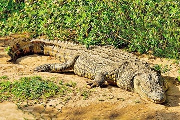 Day Trip Safari – Akagera National Park with Optional Lake Ihema Boat Safari