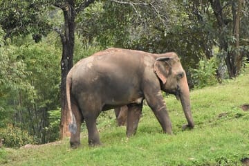 Care Pride Elephants: Full-Day Tour Experience