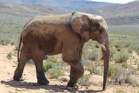 An elephant at Aquila Safari