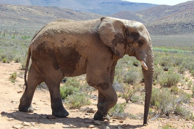 An elephant at Aquila Safari