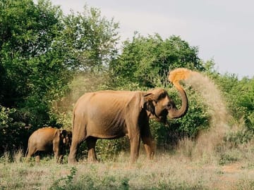Udawalawe-National-Park-Safari-From-Colombo-or-Negombo-2