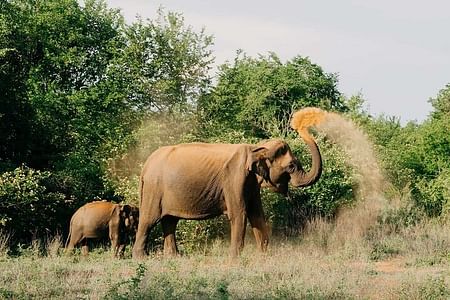 Udawalawe National Park Safari: Exciting Wildlife Adventure from Colombo & Negombo