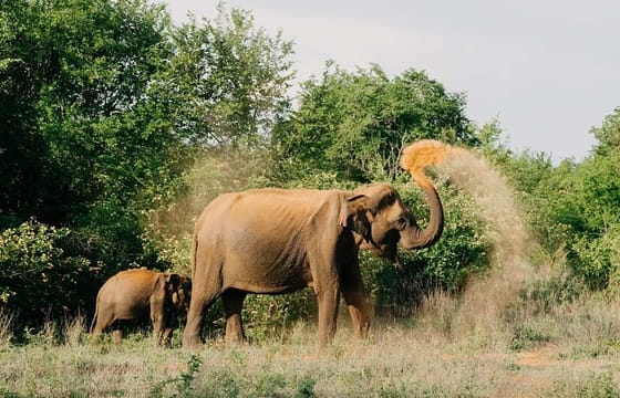 Udawalawe National Park Safari From Colombo or Negombo