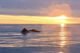 Reykjavík Classic Whales in the Midnight Sun