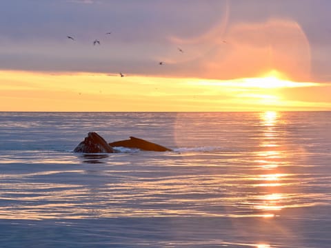 Reykjavík Classic Whales in the Midnight Sun, photo 2
