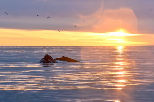 Reykjavík Classic Whales in the Midnight Sun