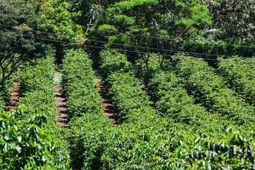 Fairview Estate Coffee Farm Tour with Pickup in Nairobi
