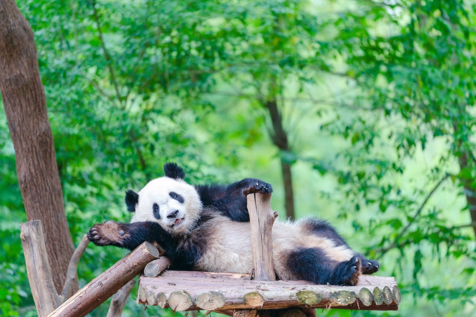 One Day, Two Wonders: A Tour of Chengdu's Pandas & the Leshan Buddha