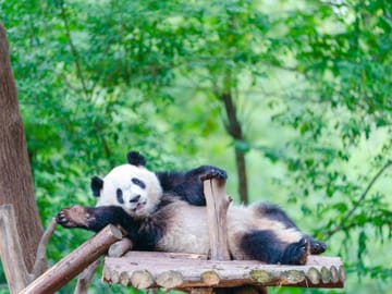 Chengdu Mahjong Experience Multilingual Guide