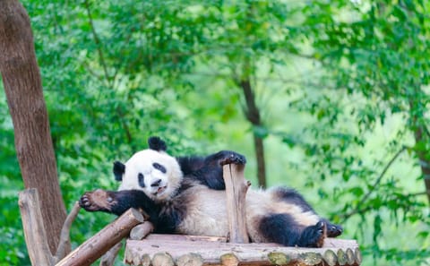 Chengdu Panda Park and Leshan Giant Buddha Day Tour