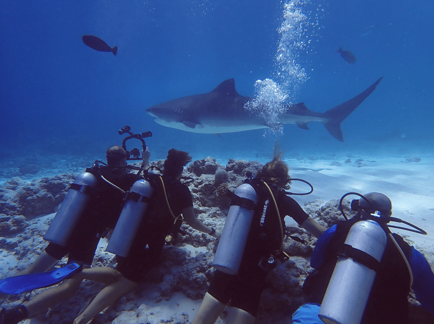 Group of divers swimming alongside tiger sharks in Fuvahmulah, capturing the thrill of encountering these majestic creatures underwater