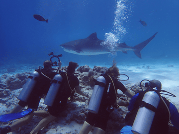 Divers Up Close with Tiger Sharks in Fuvahmulah