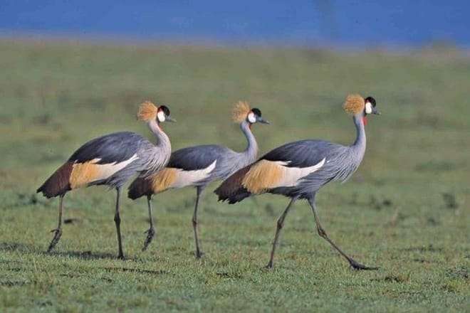 PLENTY OF BIRDS IN THE PARK