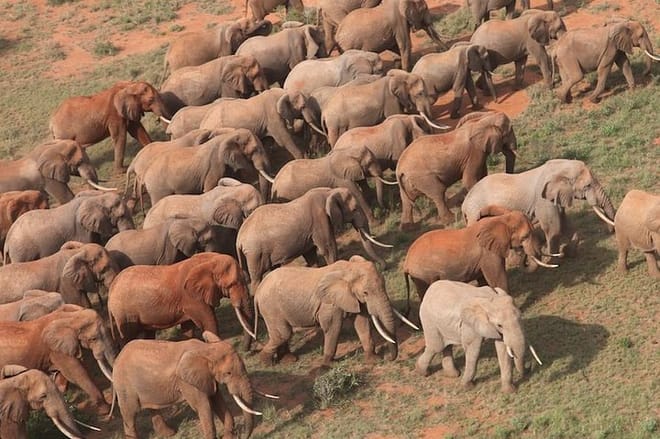Tsavo National Park Elephants