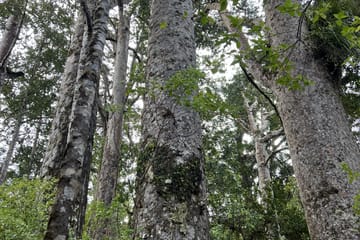 Day Trip to Waipoua Forest and Kauri Museum from Auckland