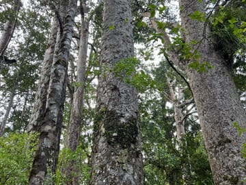 Day Trip to Waipoua Forest and Kauri Museum from Auckland