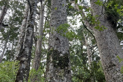 Day Trip to Waipoua Forest and Kauri Museum from Auckland