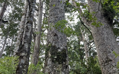 Day Trip to Waipoua Forest and Kauri Museum from Auckland