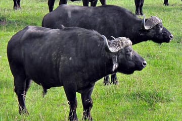 Private 2-Day Safari Experience in Aberdares National Park