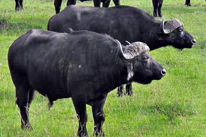 2-Day Private Safari at Aberdares National Park