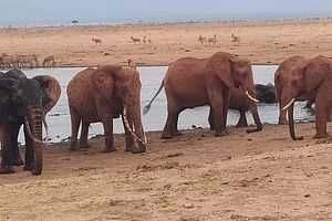3 days safari Tsavo east and west