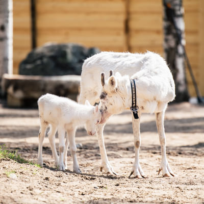 La Magia Estiva di Babbo Natale a Rovaniemi – Un Incontro Divertente e Indimenticabile con le Renne in Estate e Autunno