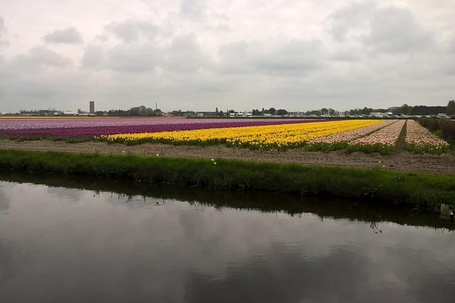 Bulb fields around Keukenhof flower gardens