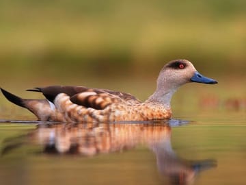 Common Duck