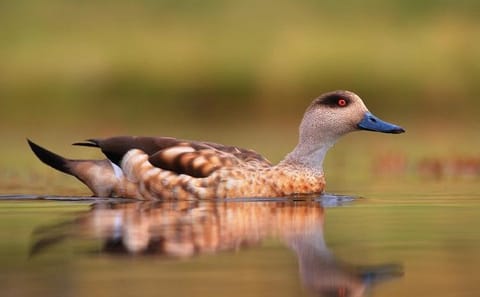 Full-Day Nature Tour to Laguna de los Pozuelos from Tilcara
