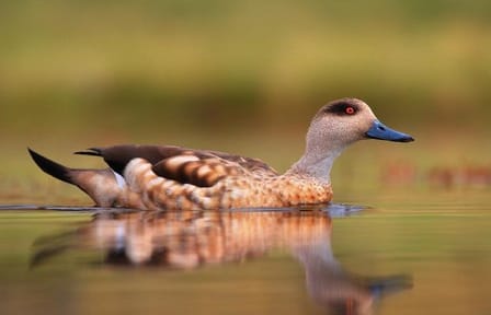 Full-Day Nature Tour to Laguna de los Pozuelos from Tilcara
