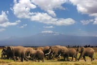 4-Day Lake Naivasha & Amboseli- Luxury Grp Joining Safari 8