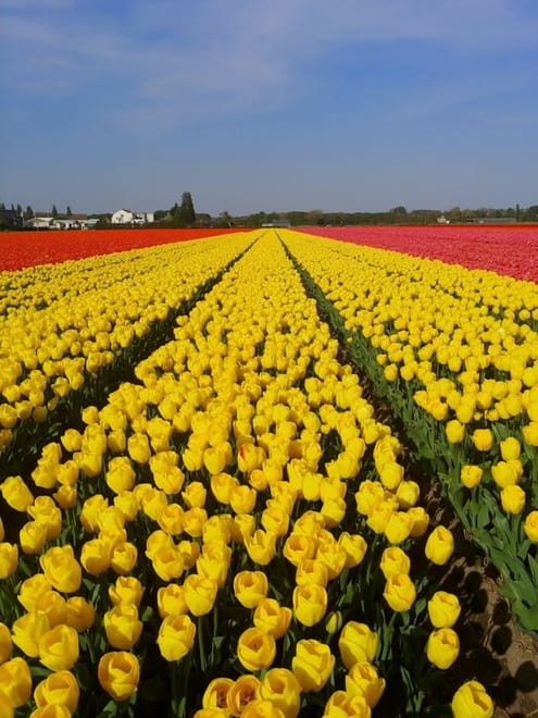Visit the Kuekenhof gardens and its tulip fields with a car and private guide picked up at your hotel 10