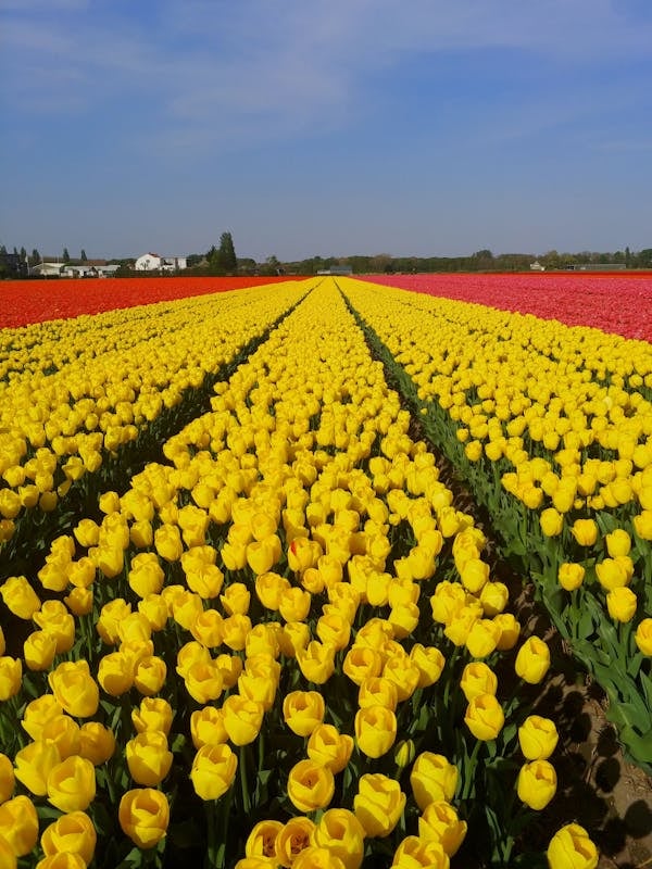 Visit the Kuekenhof gardens and its tulip fields with a car and private guide picked up at your hotel 10