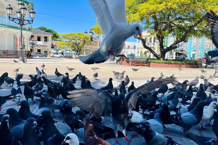 feeding pigeons at Central Park