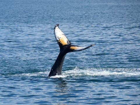Whales & Horses, photo 2